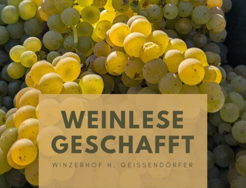 Weinlese ist geschafft