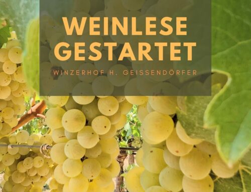 Weinlesestart 2026